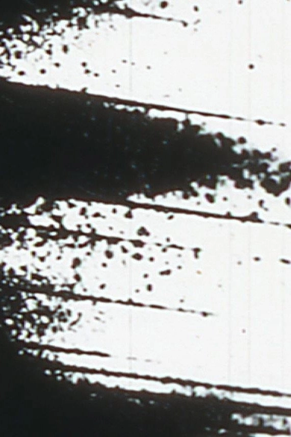Starlings
