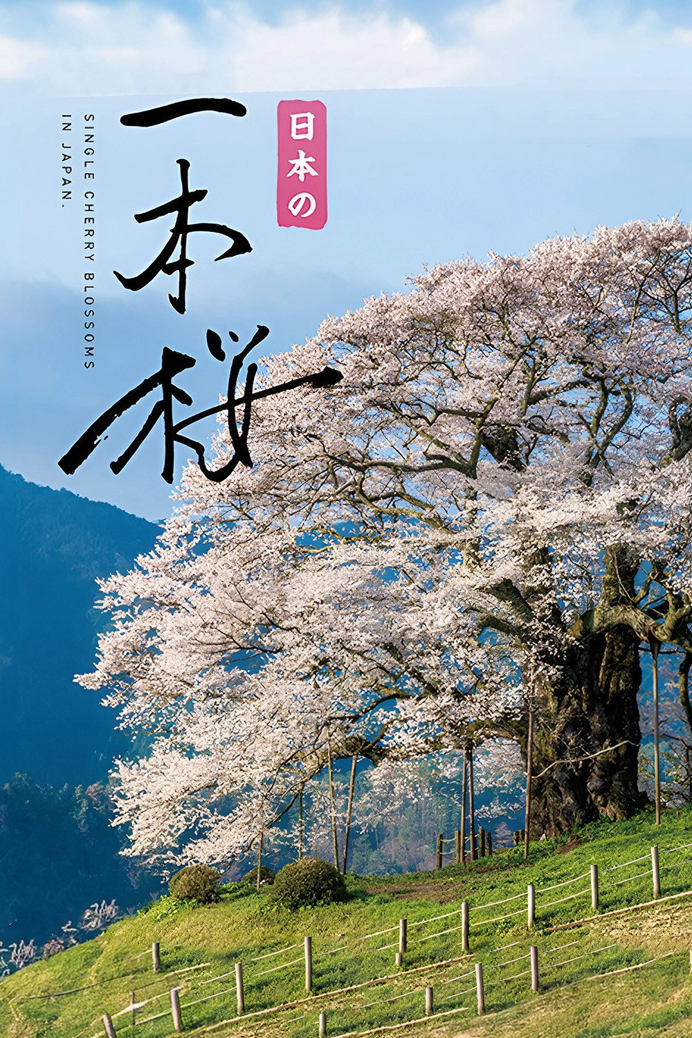 Japan's Single Cherry Blossom Tree