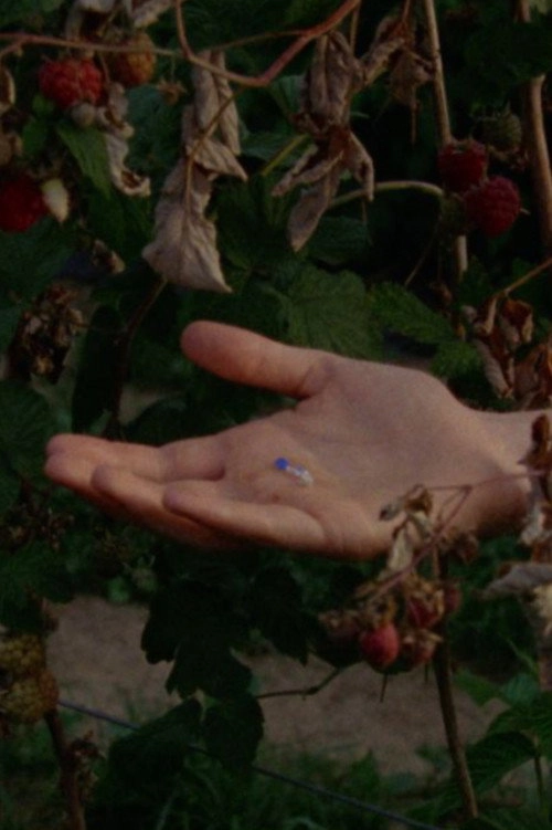 The Garden Had Not Disappeared
