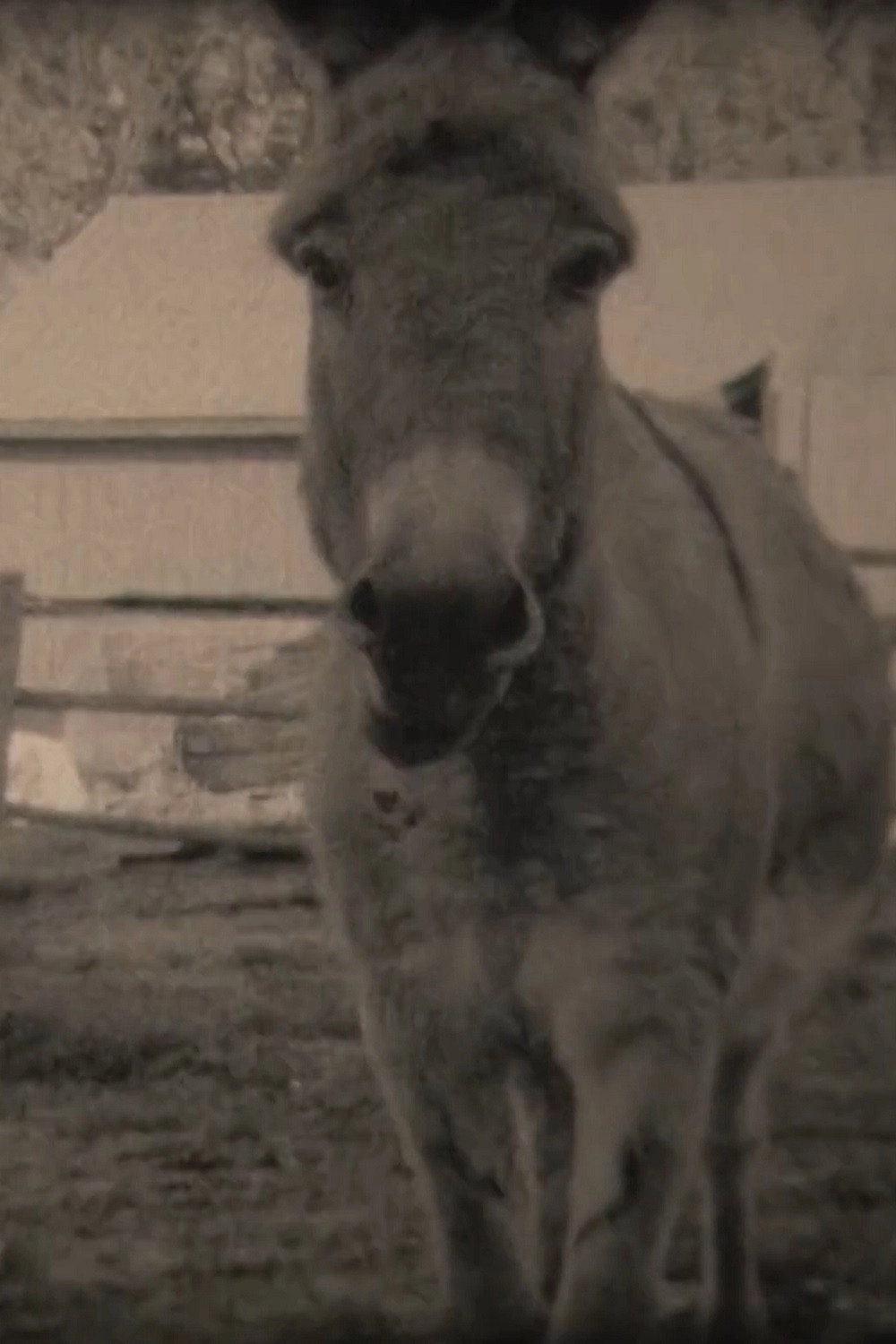 Donkeys