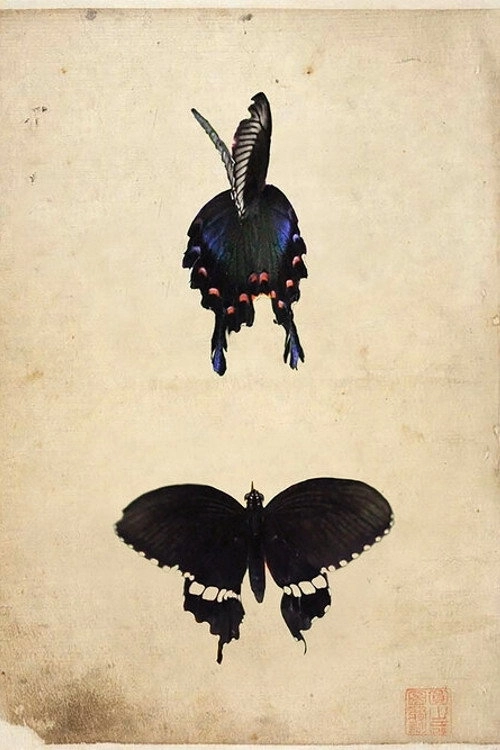 Butterfly