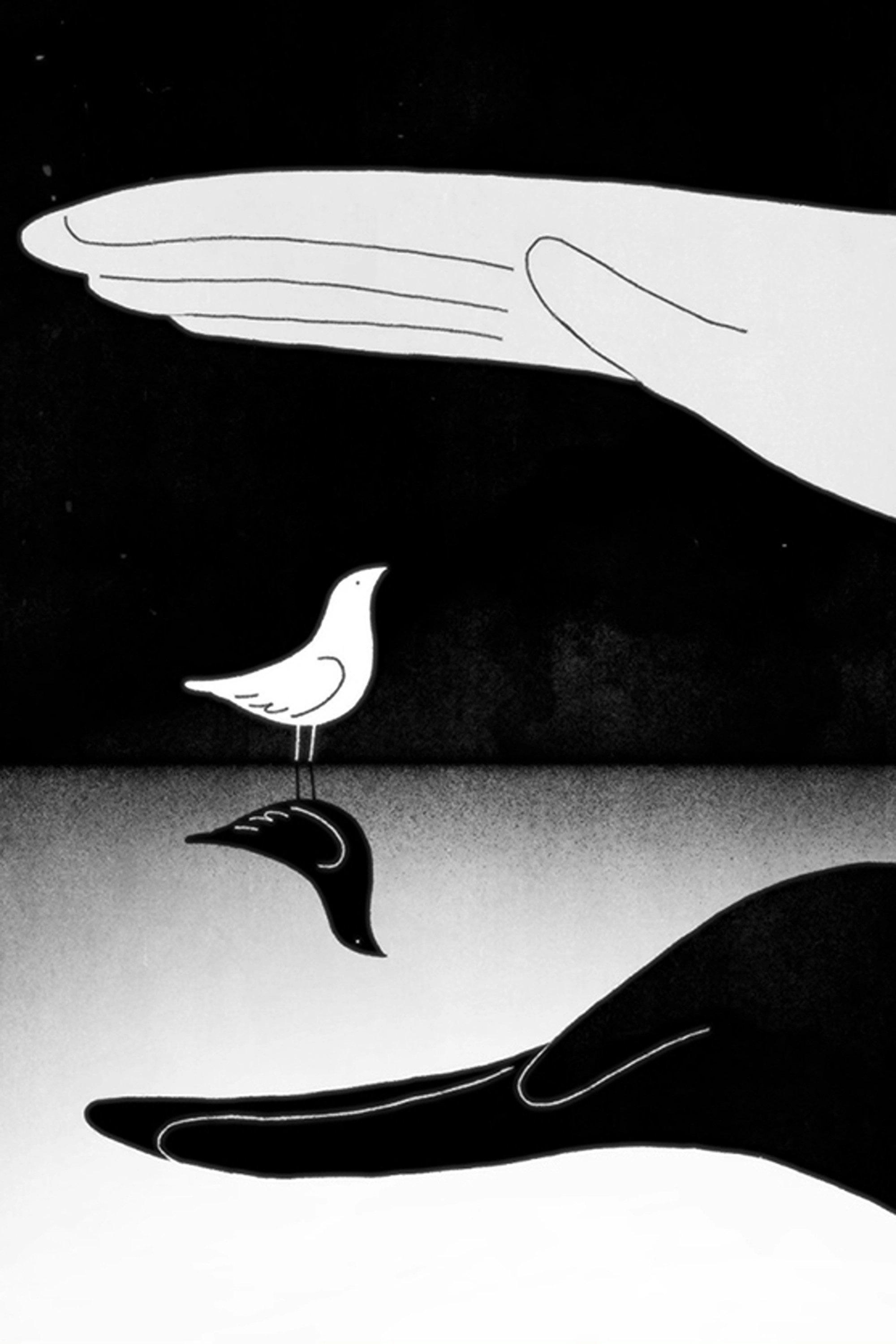 Bird & Shadow