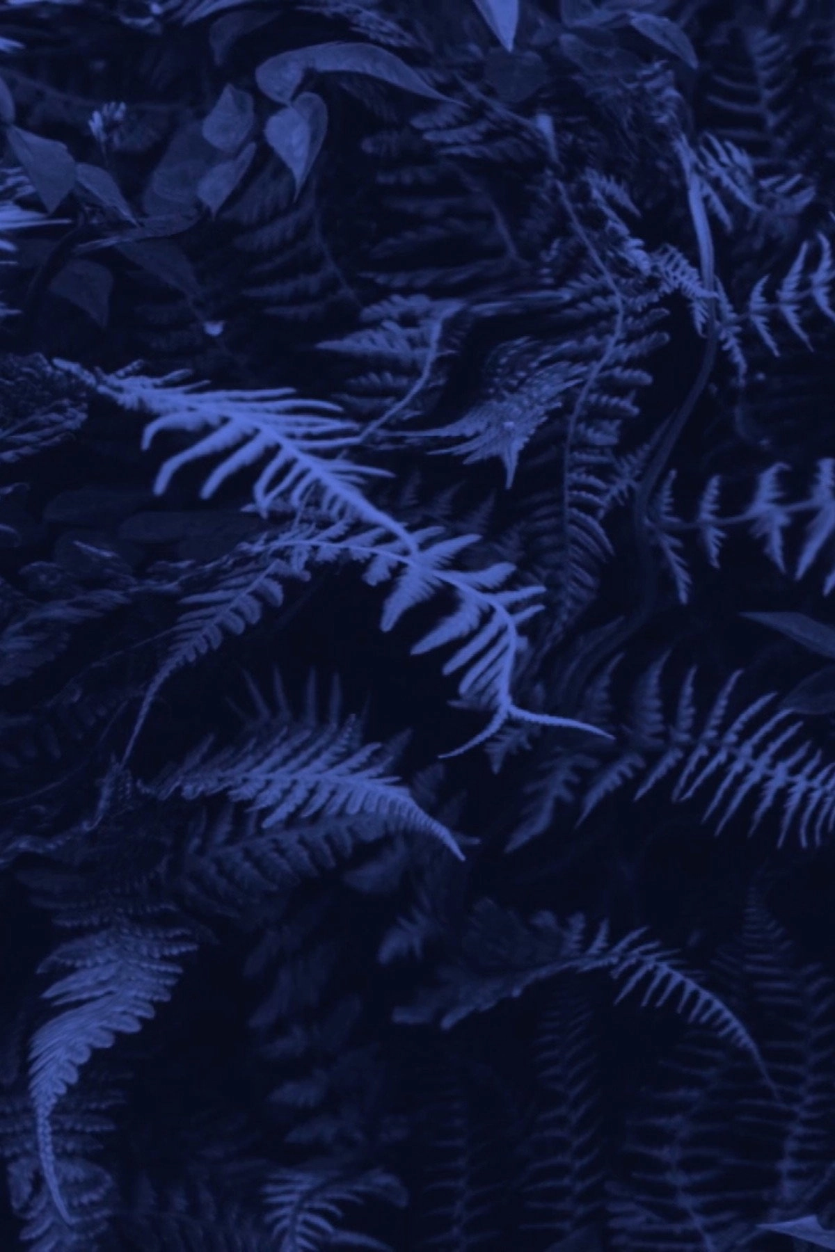 Elastic Jungle