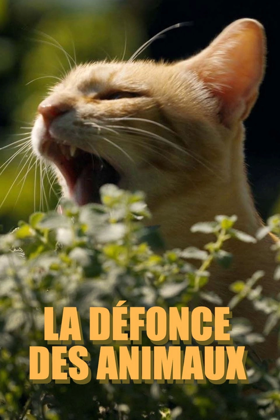 La défonce des animaux