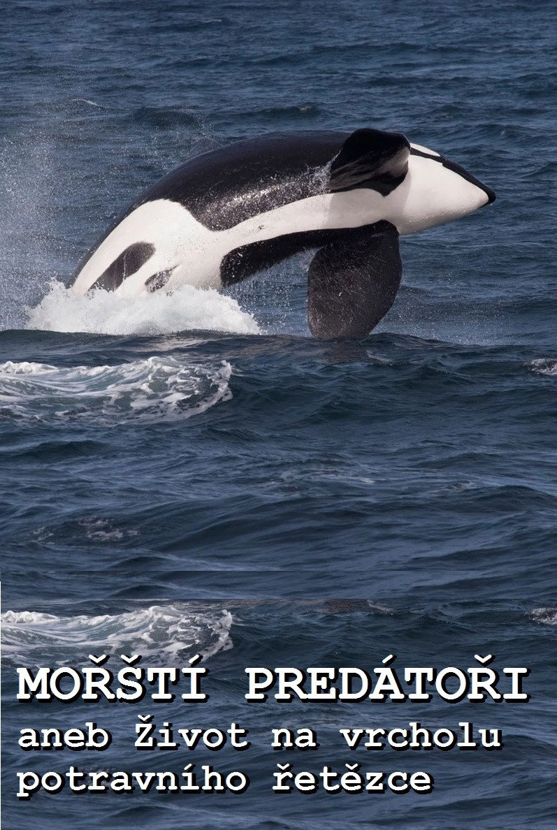 Ocean Predators