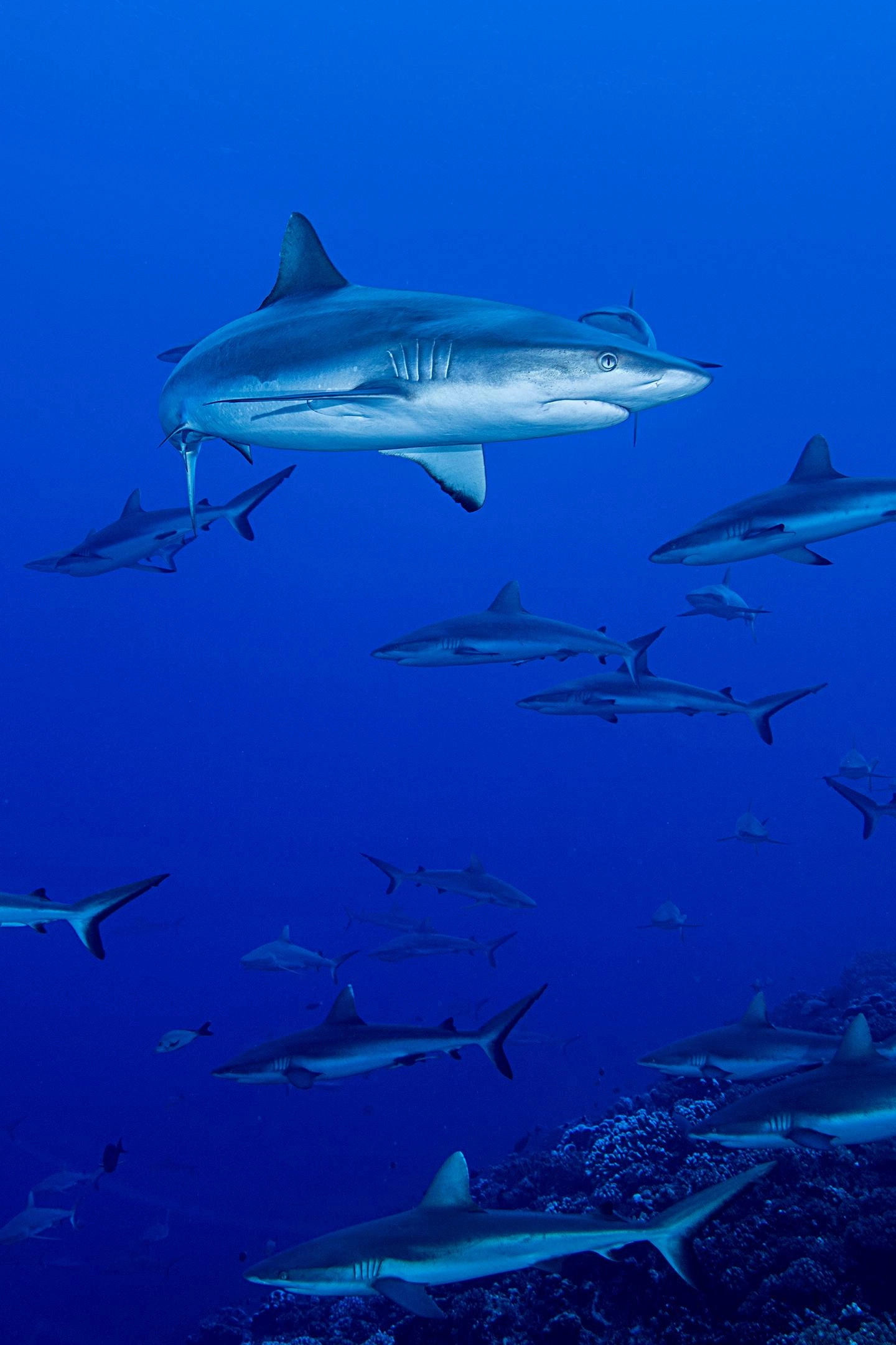 Shark Swarm