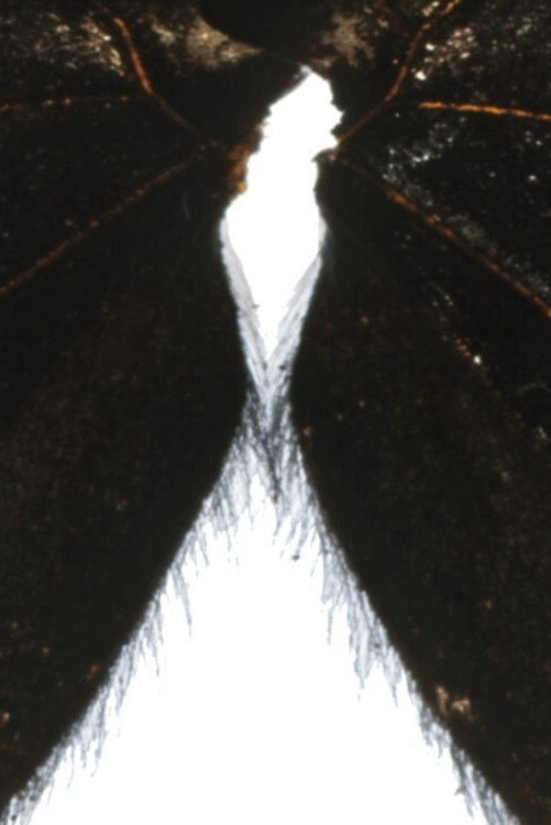 Butterfly Light