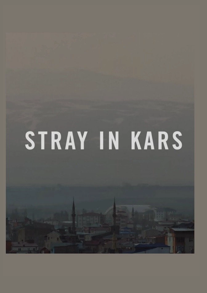 Stray in Kars