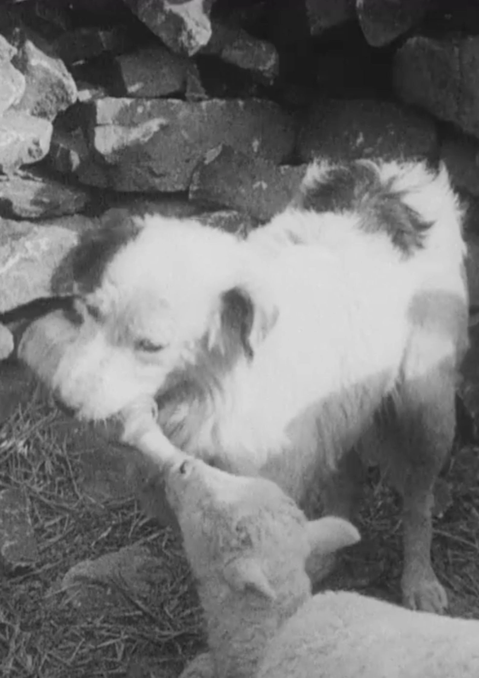Sheep Dog