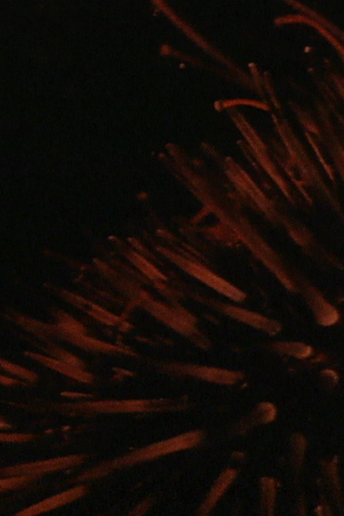 Sea Urchins