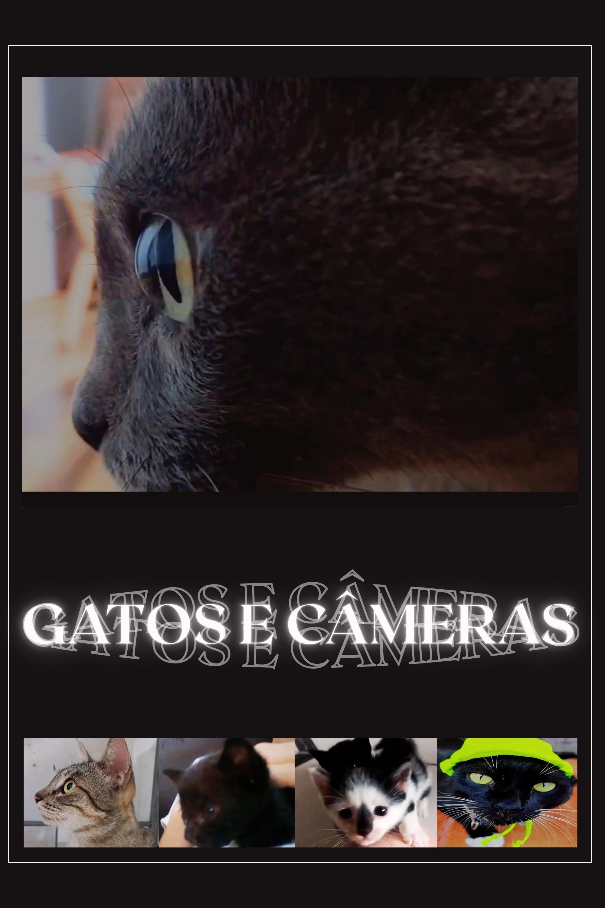 Cats and Cameras