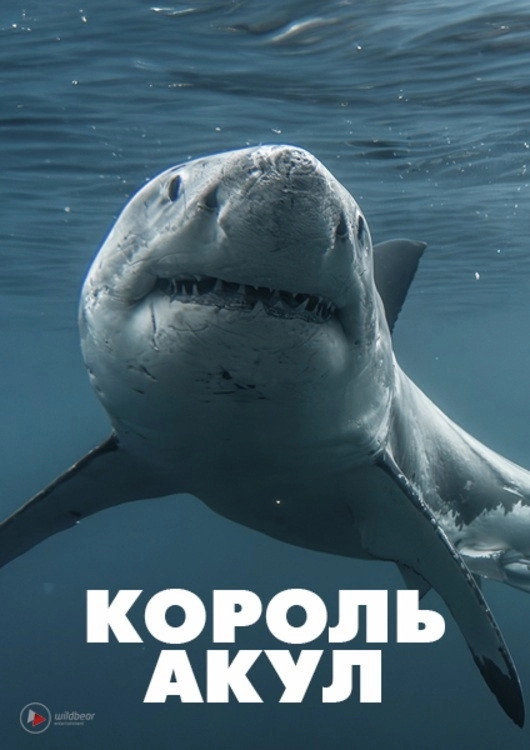 Boss Shark