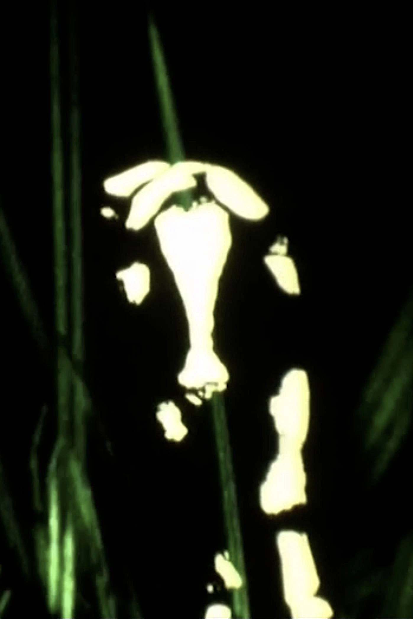 Vacas