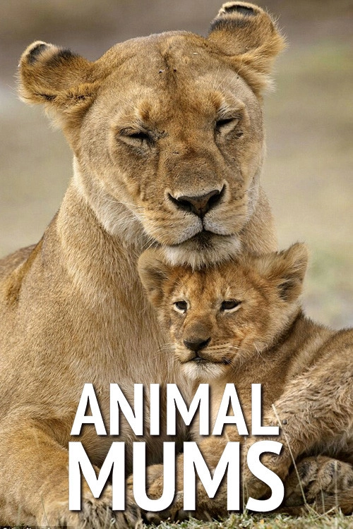 Animal Mums