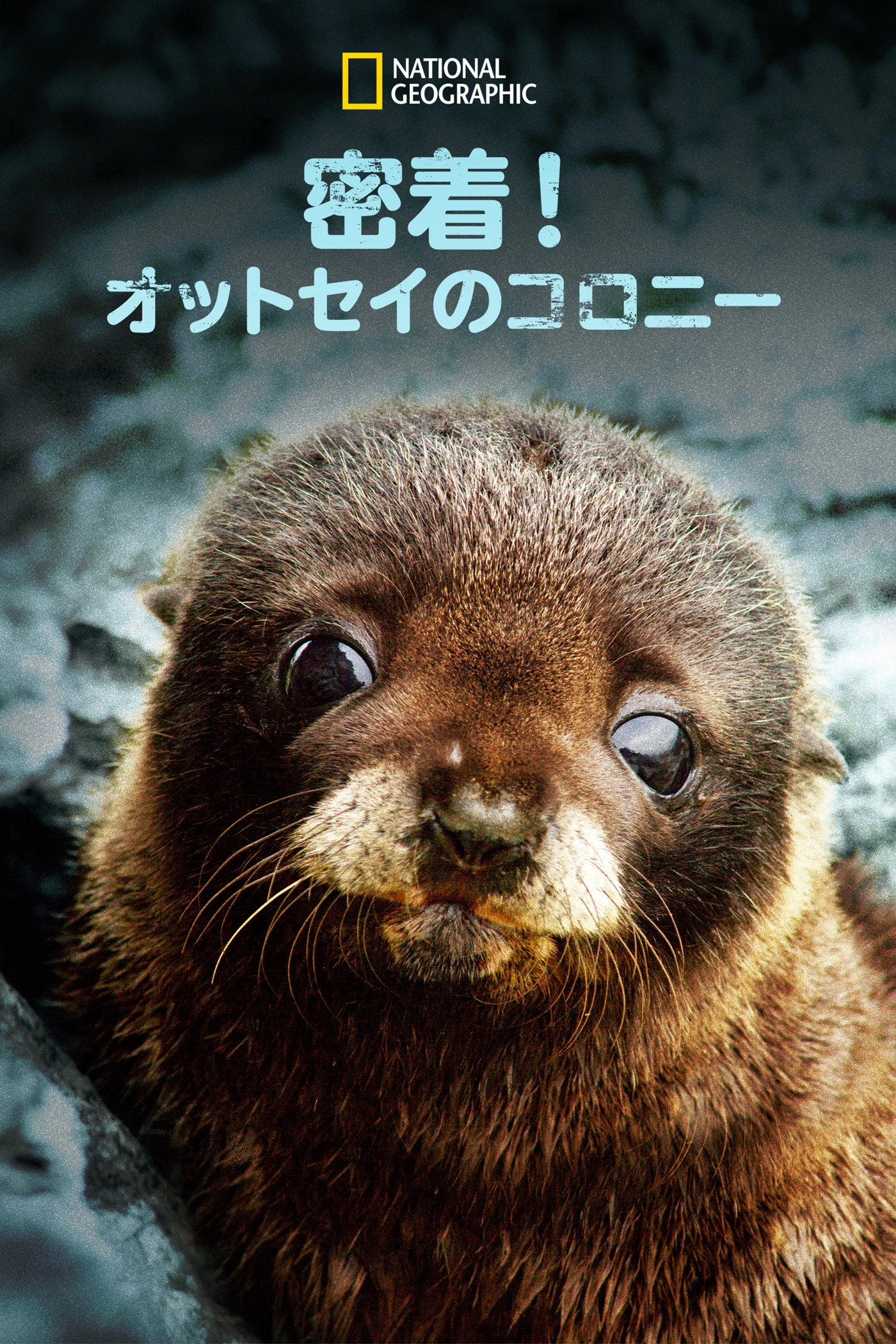 Fur Seals