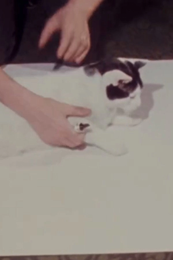 How to Draw a Cat