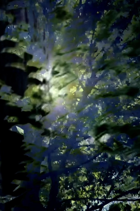 Branches