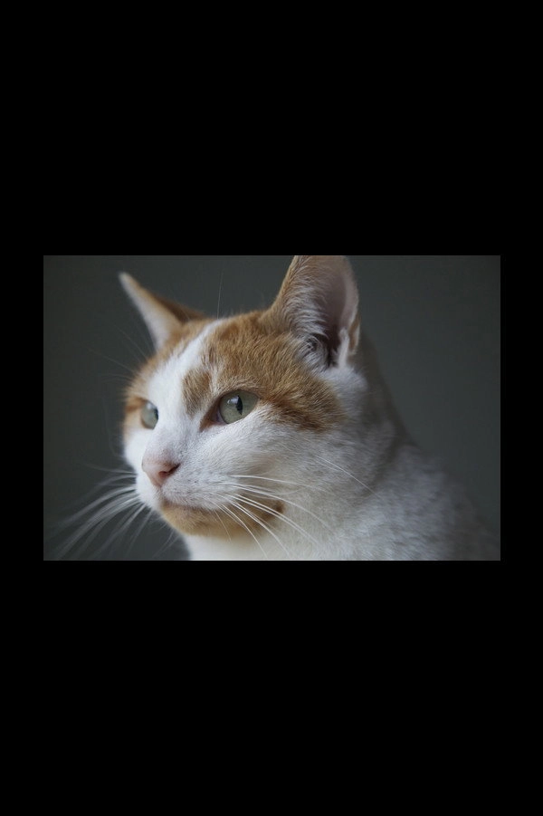 Felis Catus