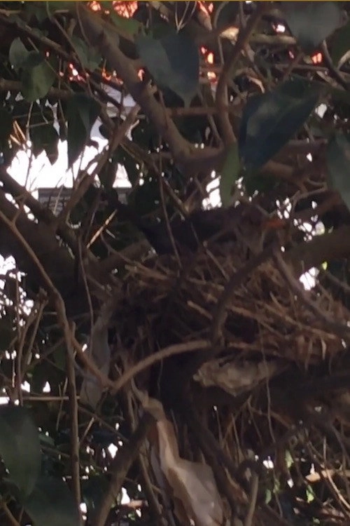 Turdus merula Linnaeus, 1758