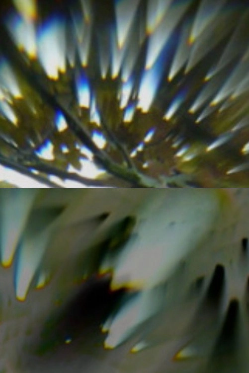 Through the Lens