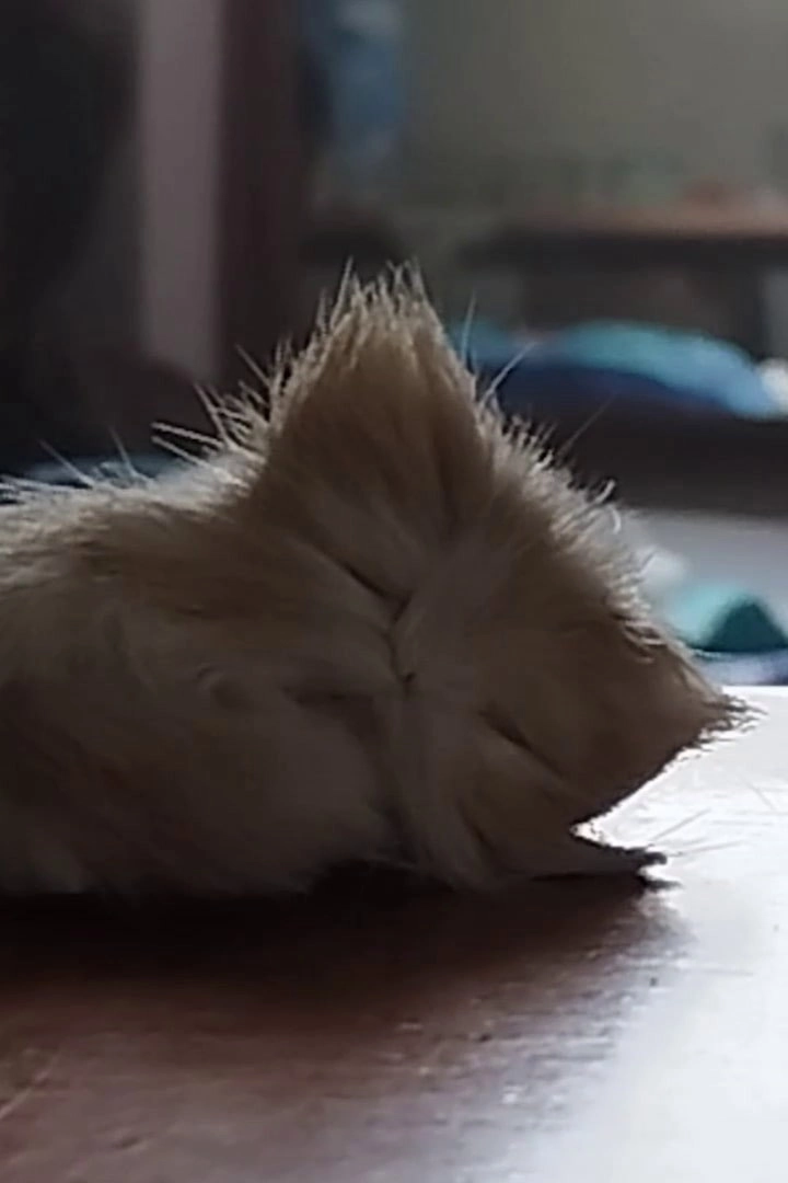 Some other softer joy