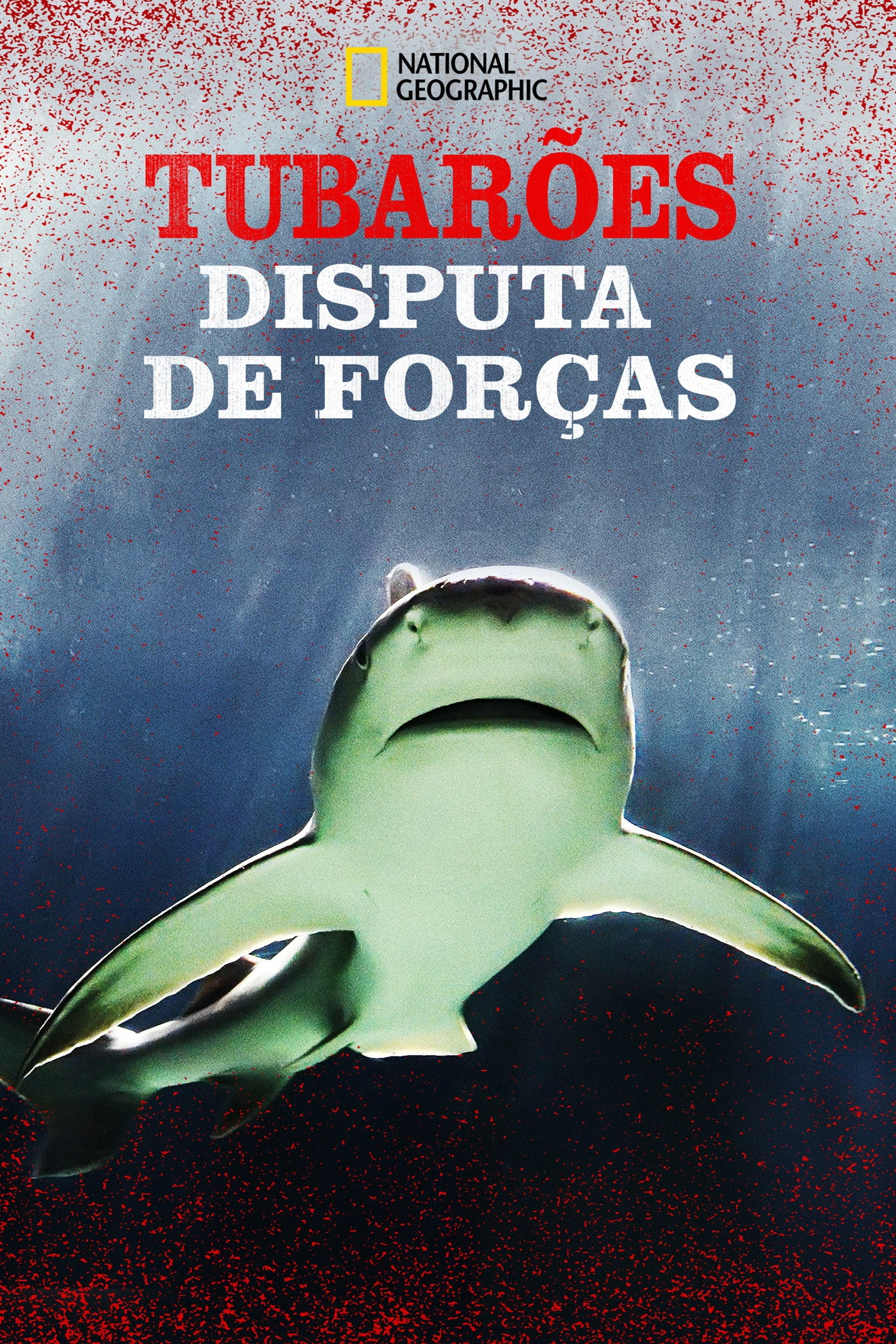 Raging Bull Shark