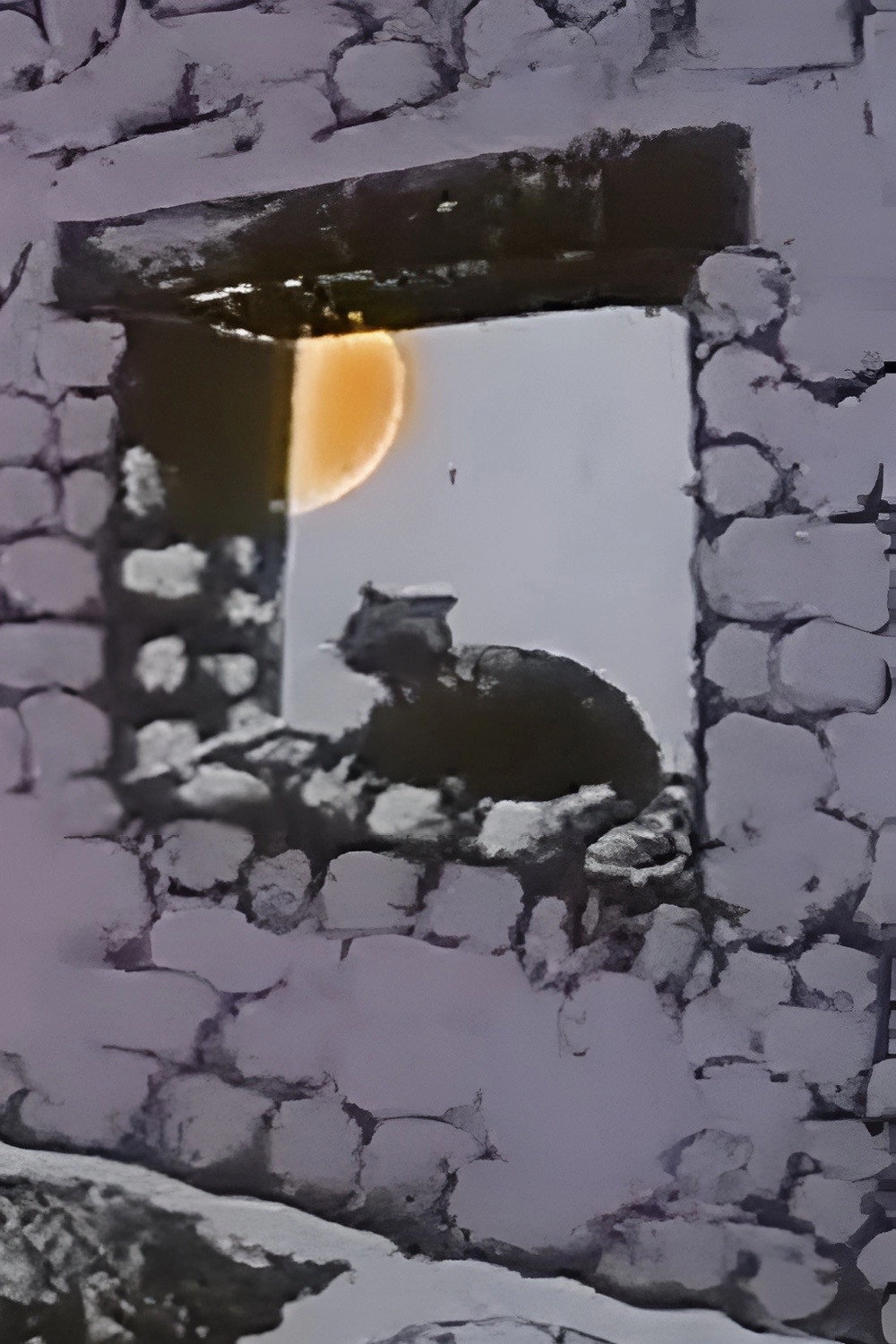The Chameleon Cat