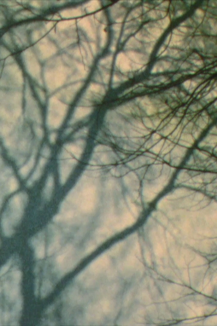 In a Tree’s Shadow II