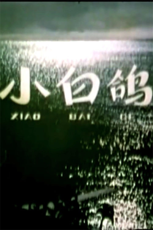 小白鸽