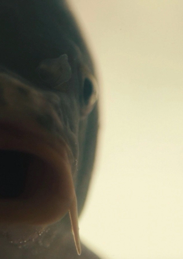 Fish