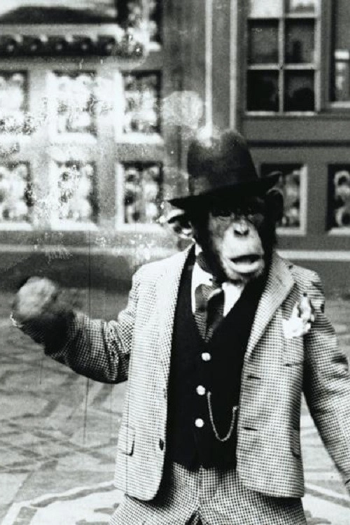 The Human Ape