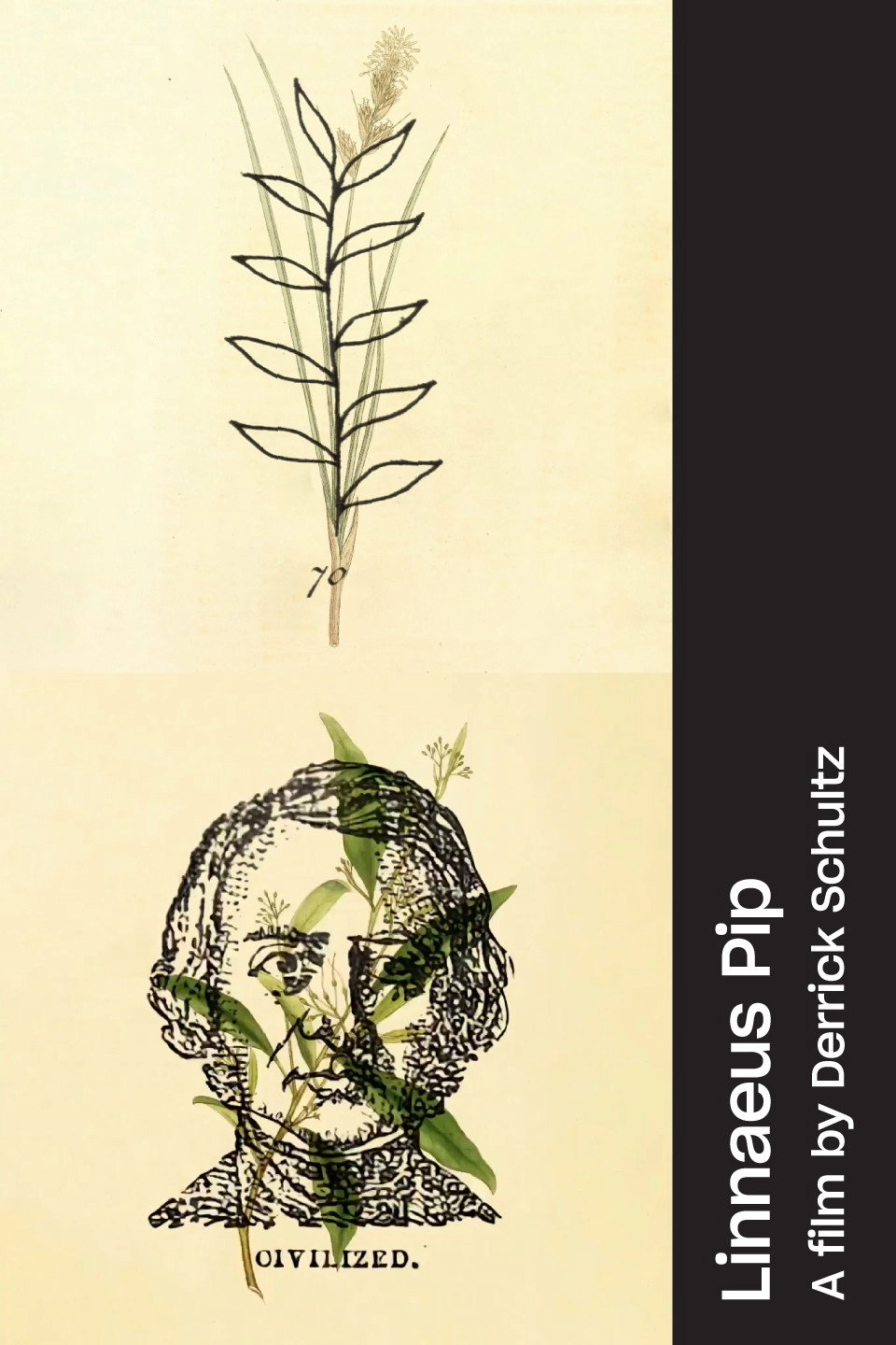 Linnaeus Pip