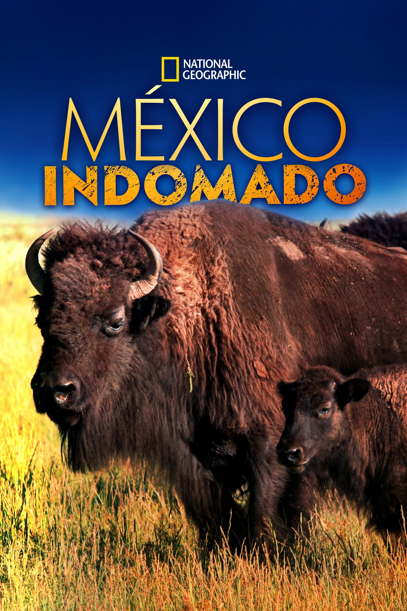 Mexico Untamed