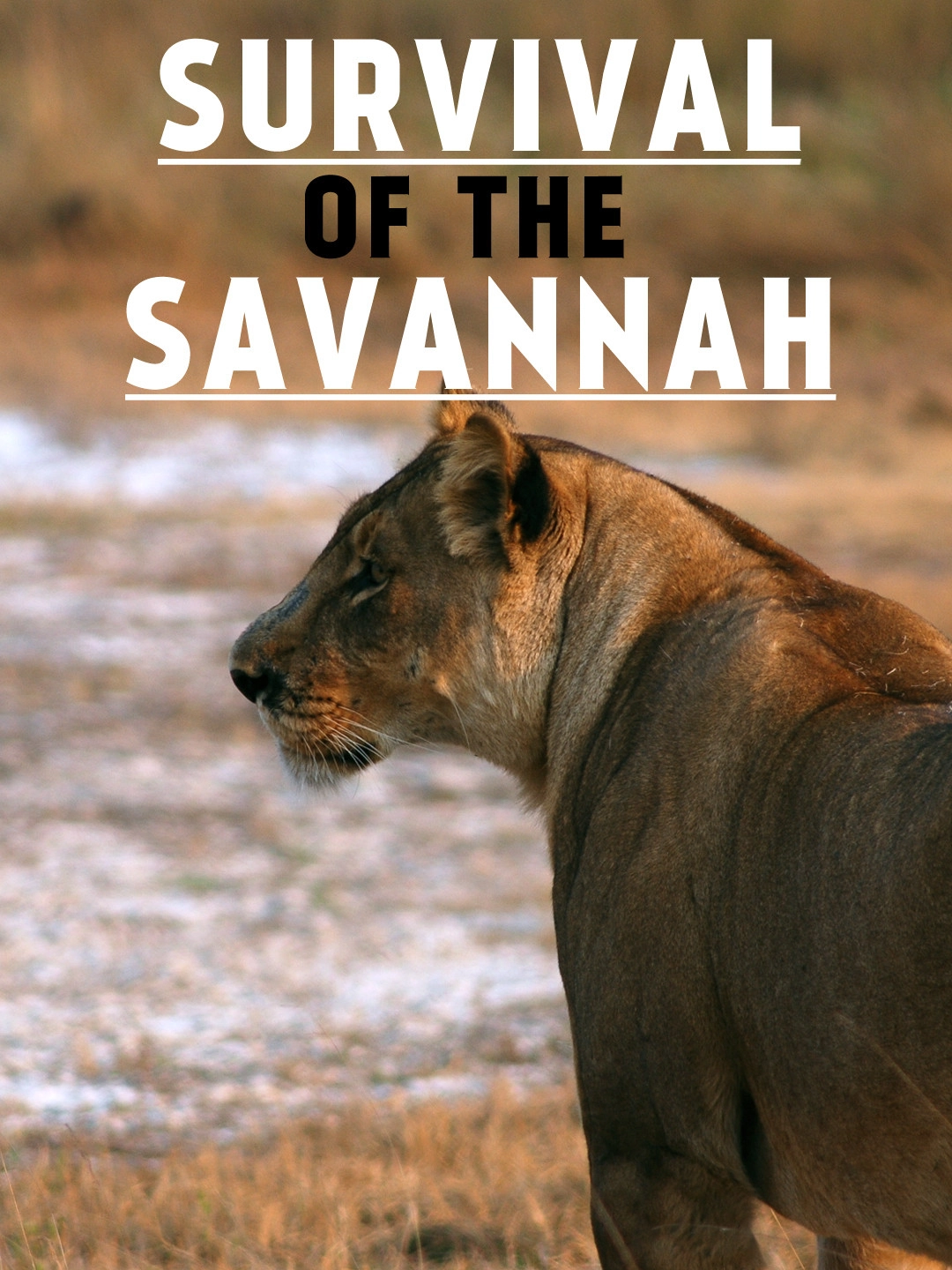 Savannah Cats