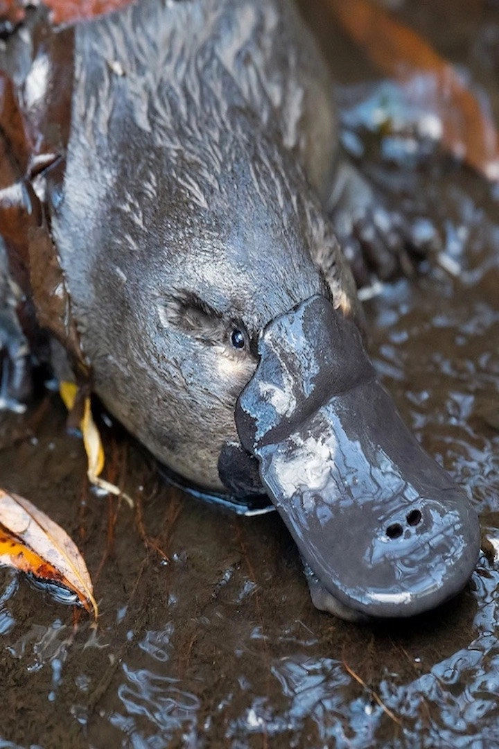 The Platypus Guardian