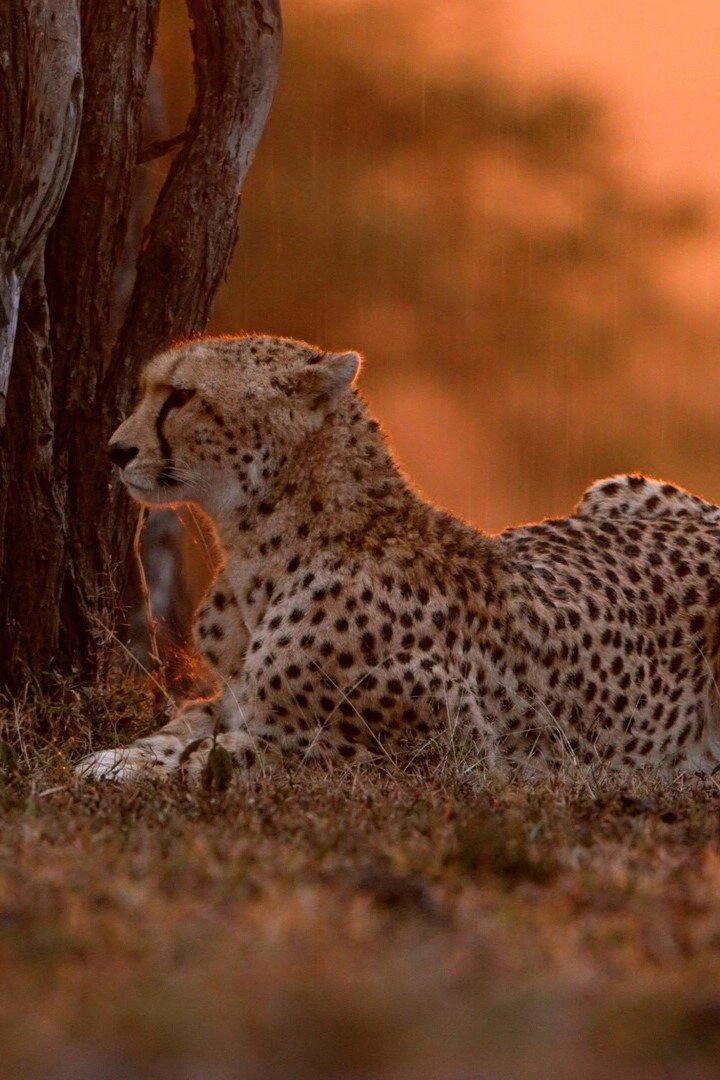 The Last Cheetahs