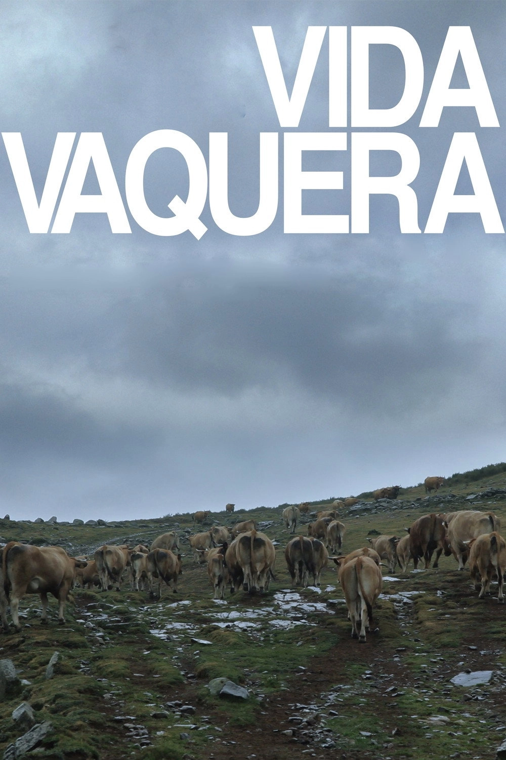 Vida vaquera