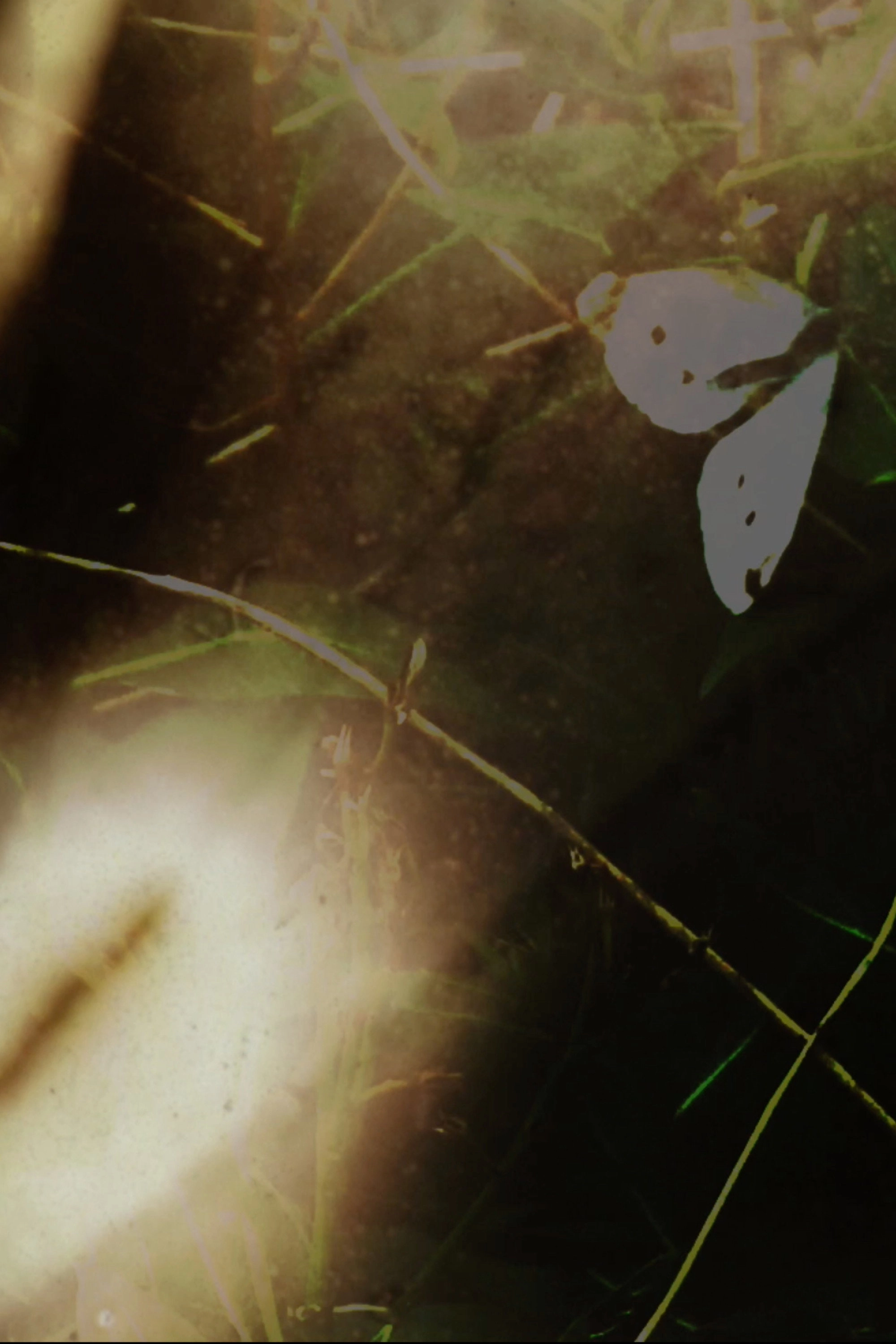 Garden Film