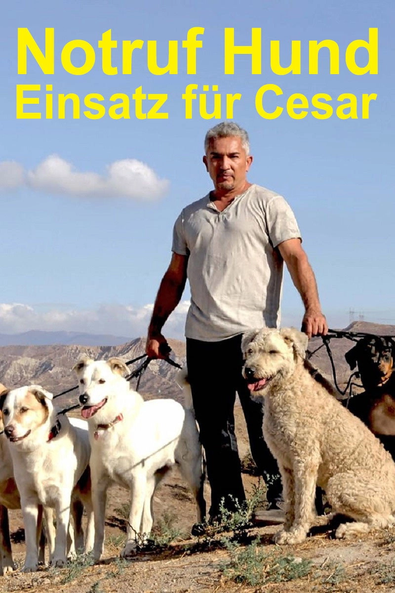 Cesar 911