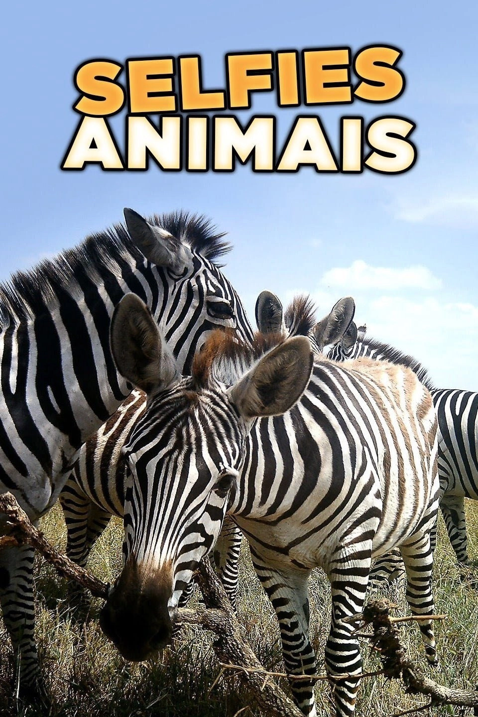 Amazing Animal Selfies