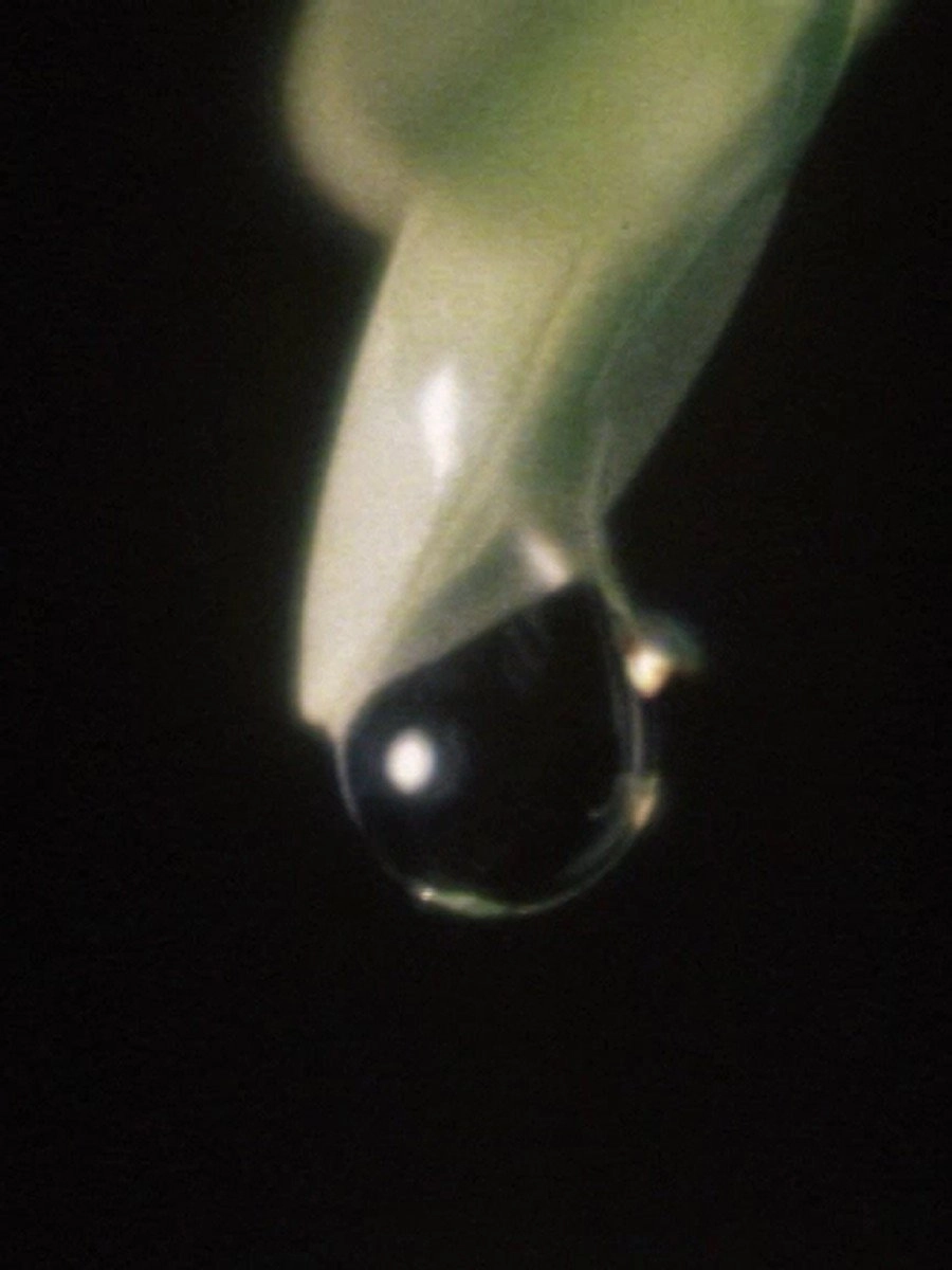Raindrop