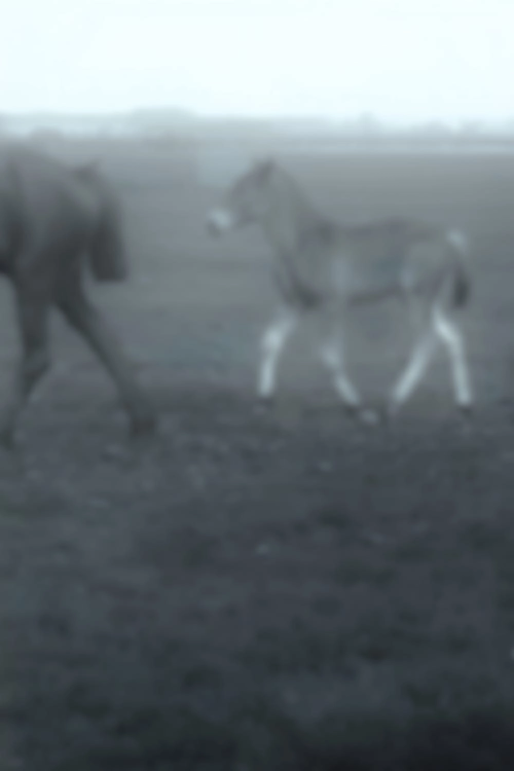 Horses