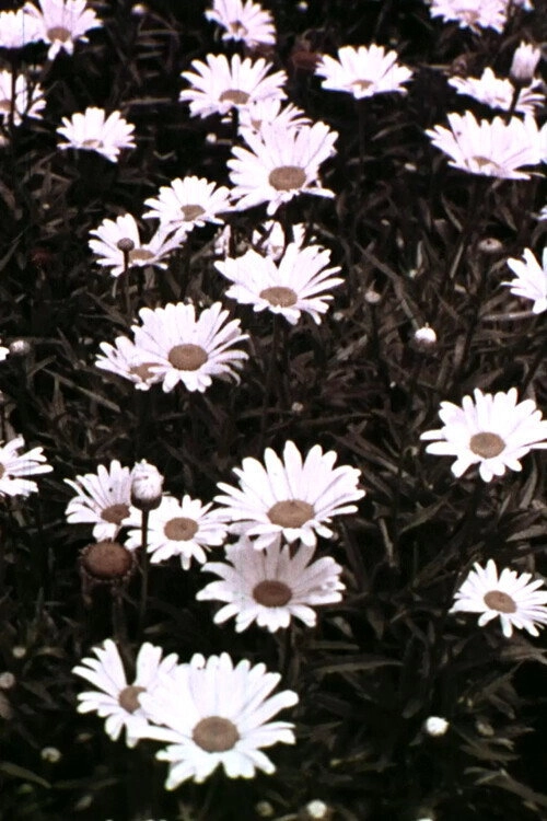 Spring Symphony