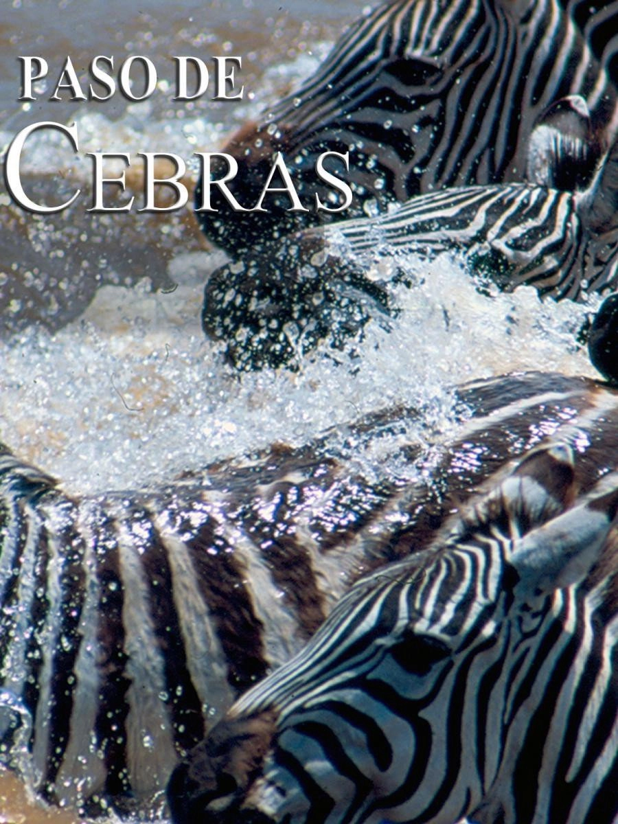 Zebras on the move