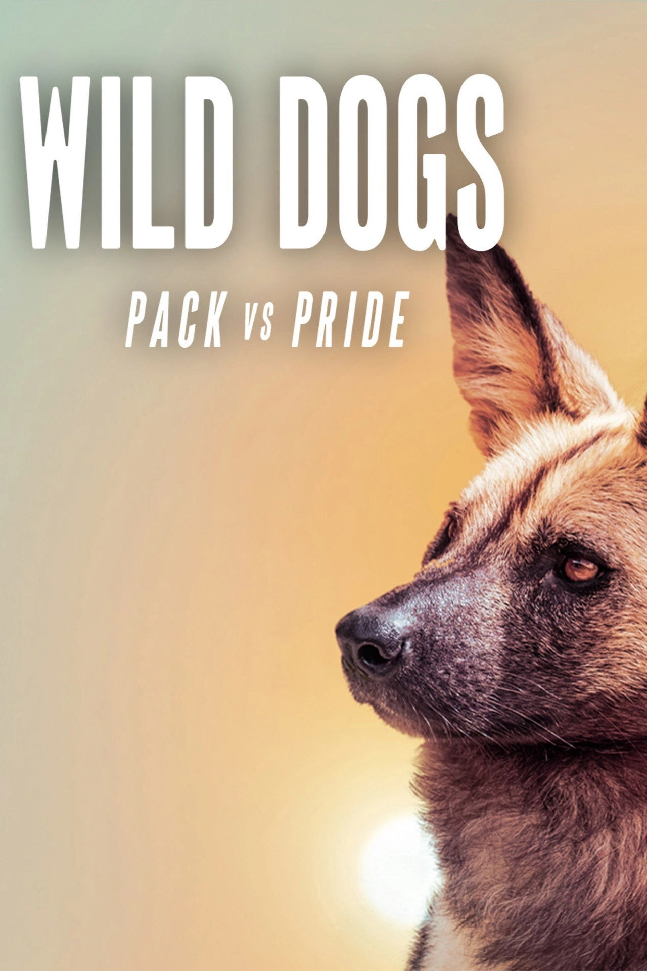 Wild Dogs: Packs Vs. Pride