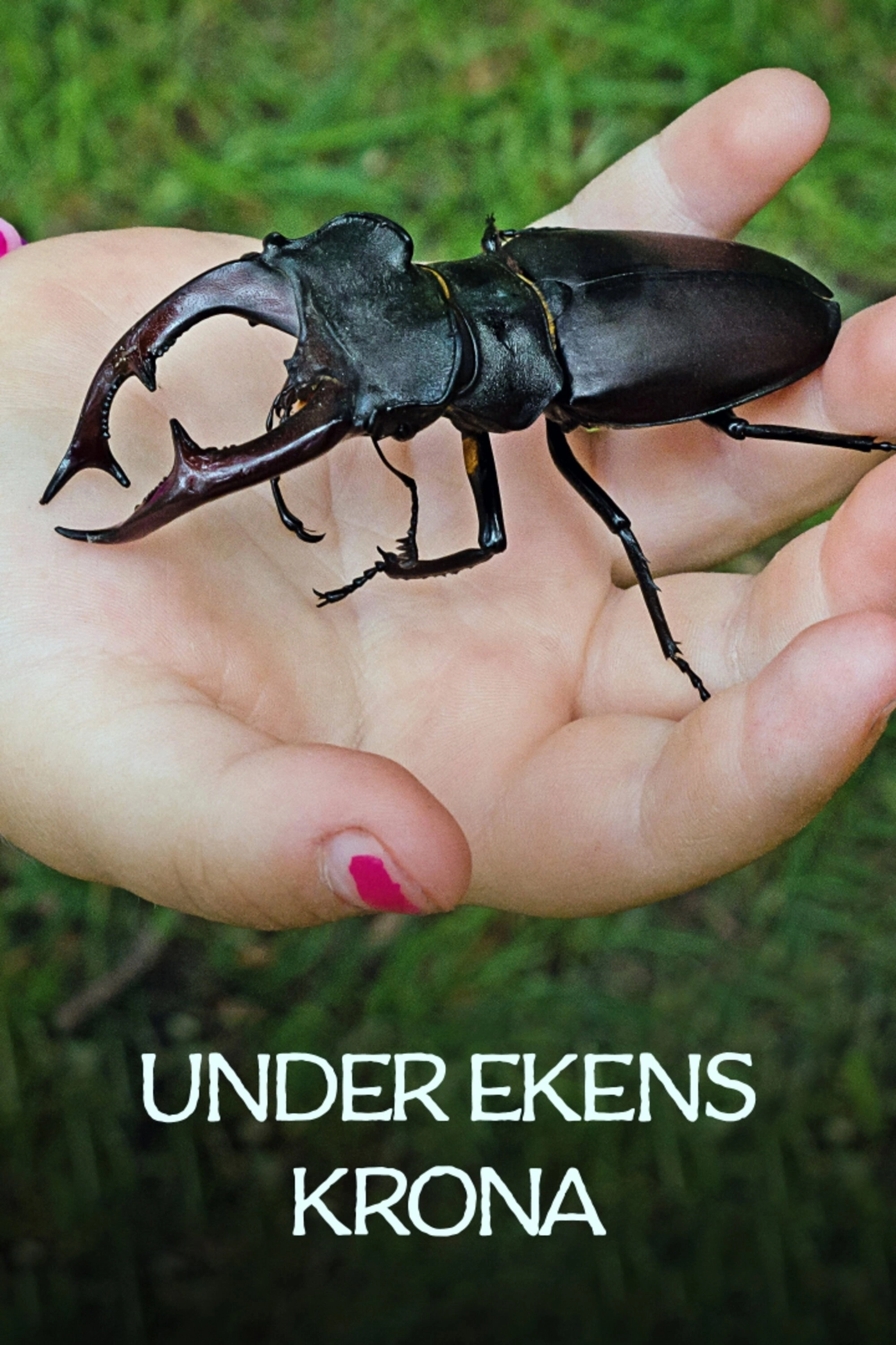 Under ekens krona