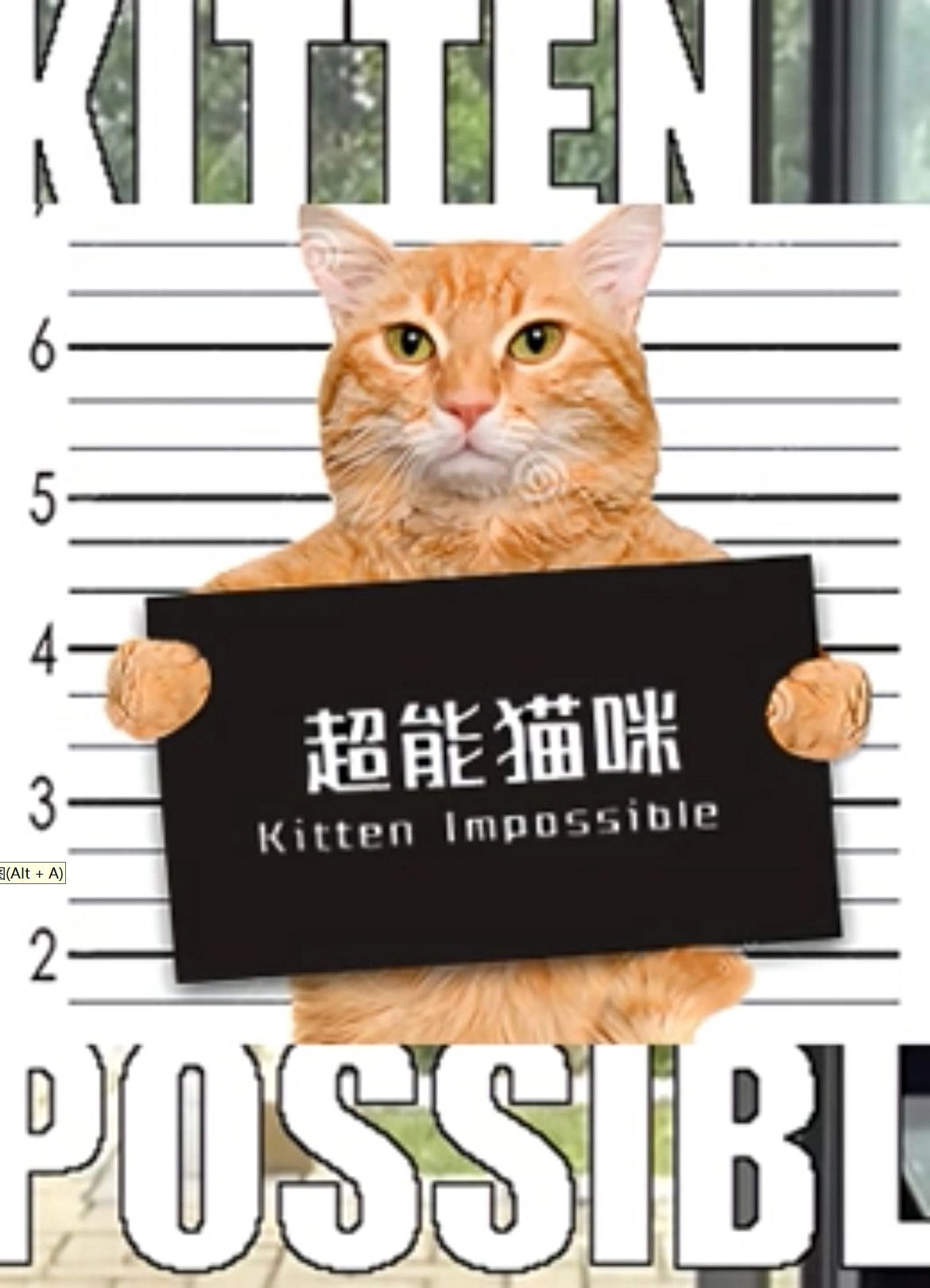 超能猫咪
