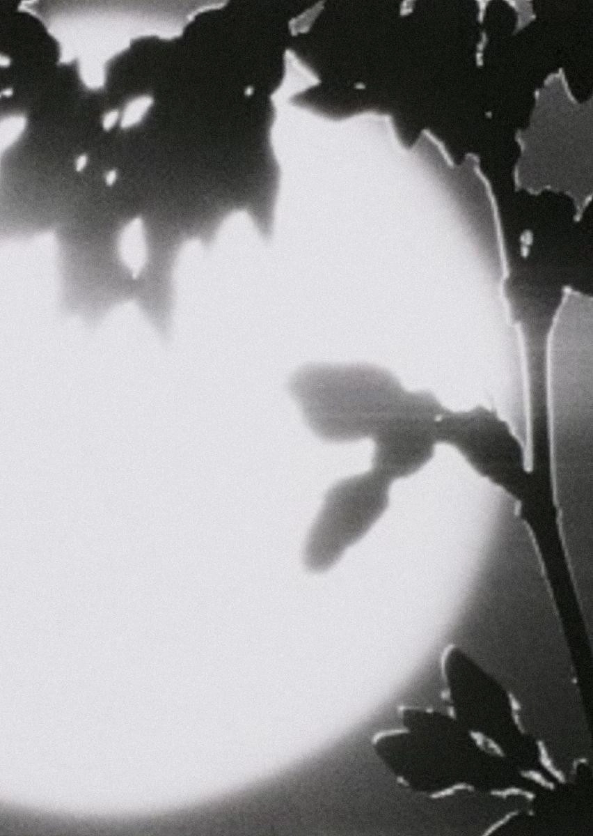 Flower in the Space