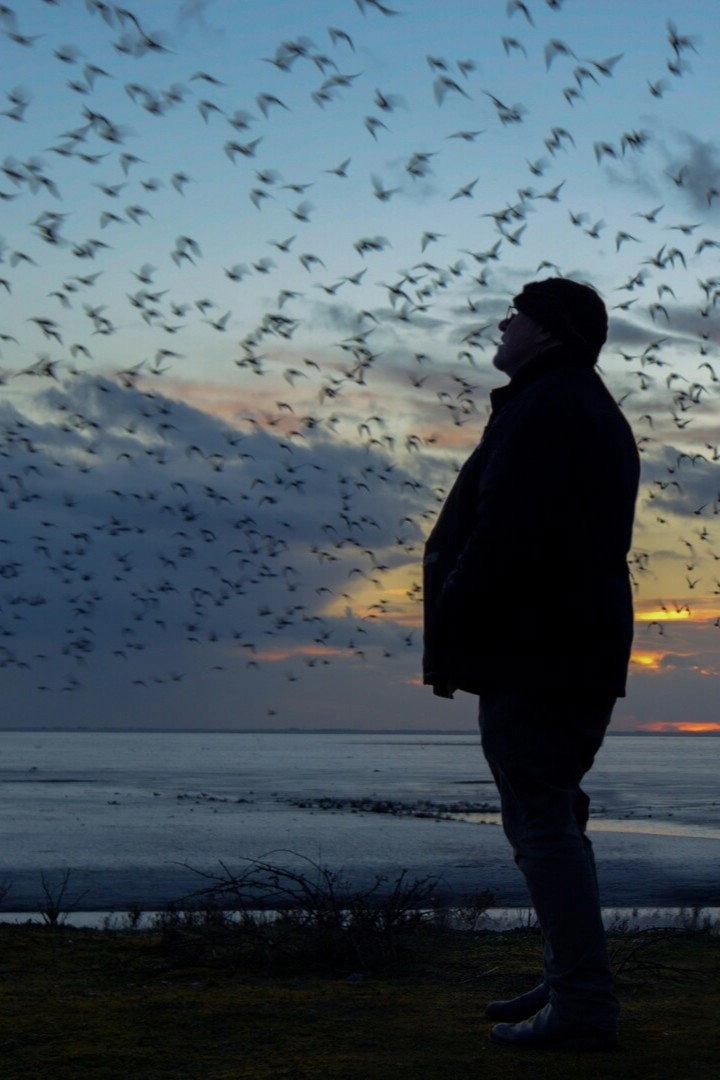 The Birds
