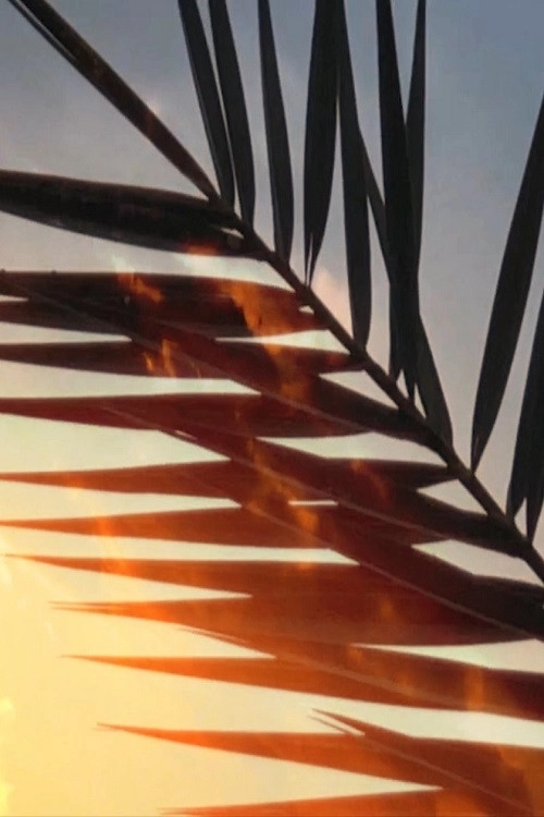 Palm